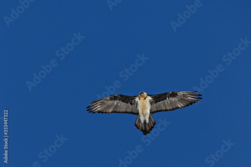 A bearded vulture in the sly