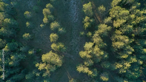 Aerial top down view of summer forest at sunset from drone. Fir tree tops. Spruces. Rural landscape. Countryside, village Grahovo, Montenegro. photo