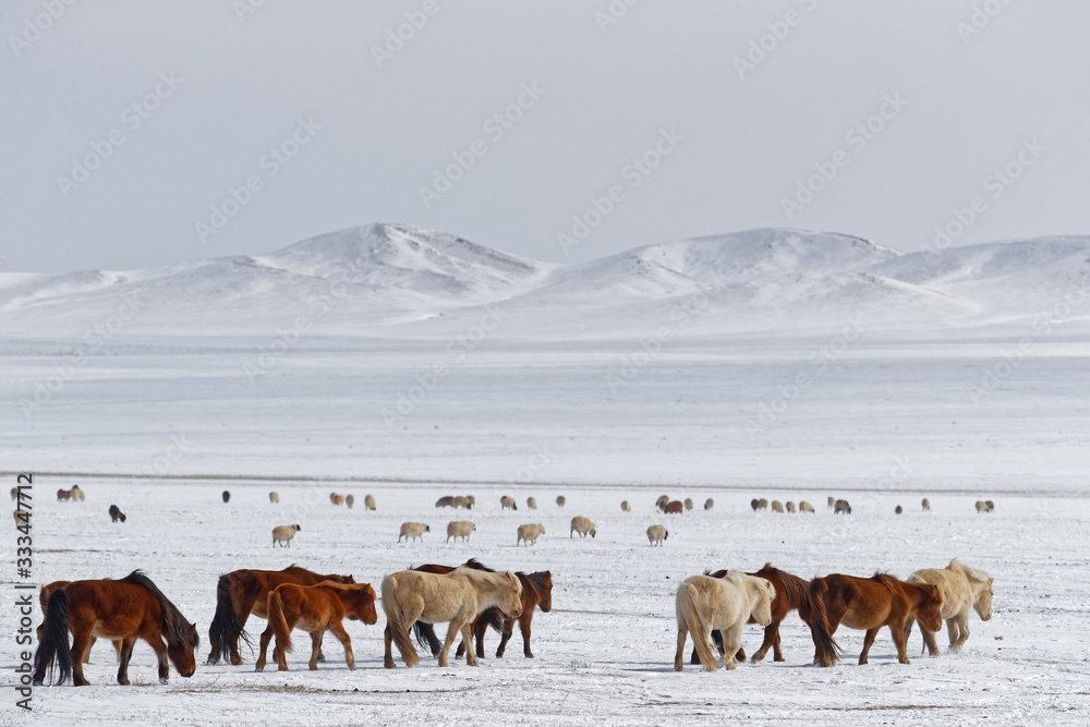 Wild horses herd in the snow of the Mongolian steppe Stock Photo ...