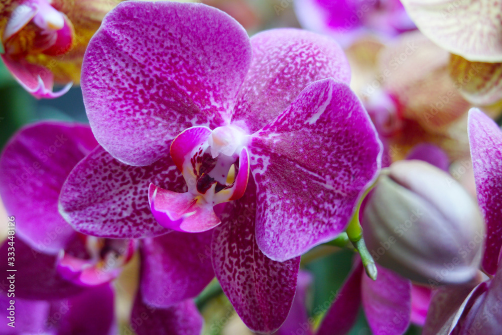 purple orchid isolated on blur background. Closeup of purple phalaenopsis orchid purple orchid isolated on blur background. Closeup of purple phalaenopsis orchid