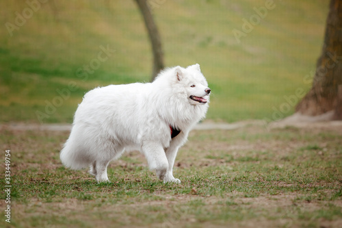 Beautiful samoyed dog outdoor. White dog.