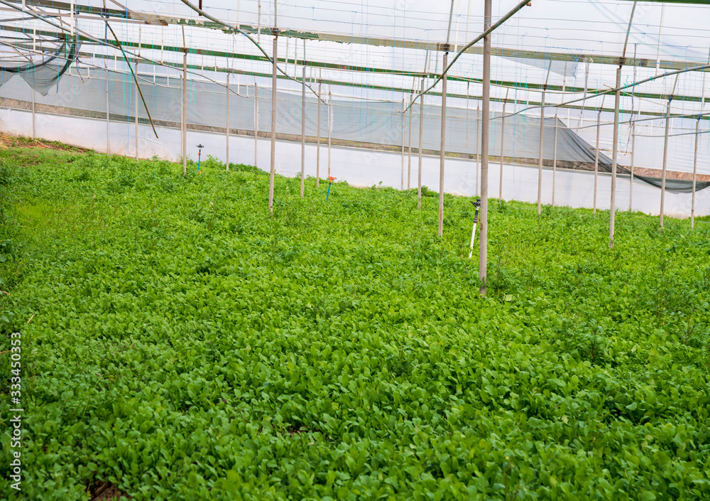 Greenhouse for the cultivation of salad stock photo (sogan,tere,roka,maydonoz)