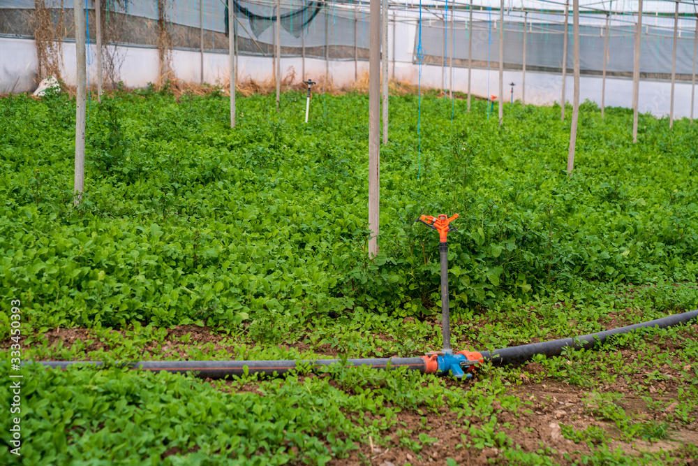 Greenhouse for the cultivation of salad stock photo (sogan,tere,roka,maydonoz) Greenhouse for the cultivation of salad stock photo (sogan,tere,roka,maydonoz)