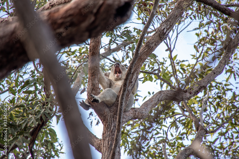 Fototapeta premium gähnender Koala auf Baum