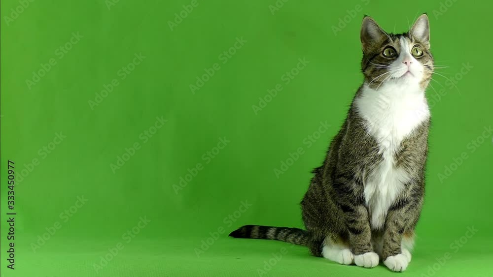 Tabby cat is looking up. Target tracking concept. Cat on a green screen in slow motion.