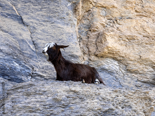 Kashmiri goats grazing in the mountains, Oman