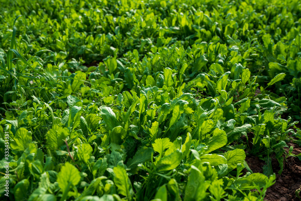 Greenhouse for the cultivation of salad stock photo (sogan,tere,roka,maydonoz) Greenhouse for the cultivation of salad stock photo (sogan,tere,roka,maydonoz)