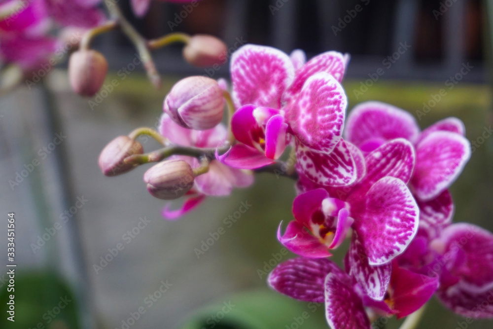 Fototapeta premium purple orchid isolated on blur background. Closeup of purple phalaenopsis orchid