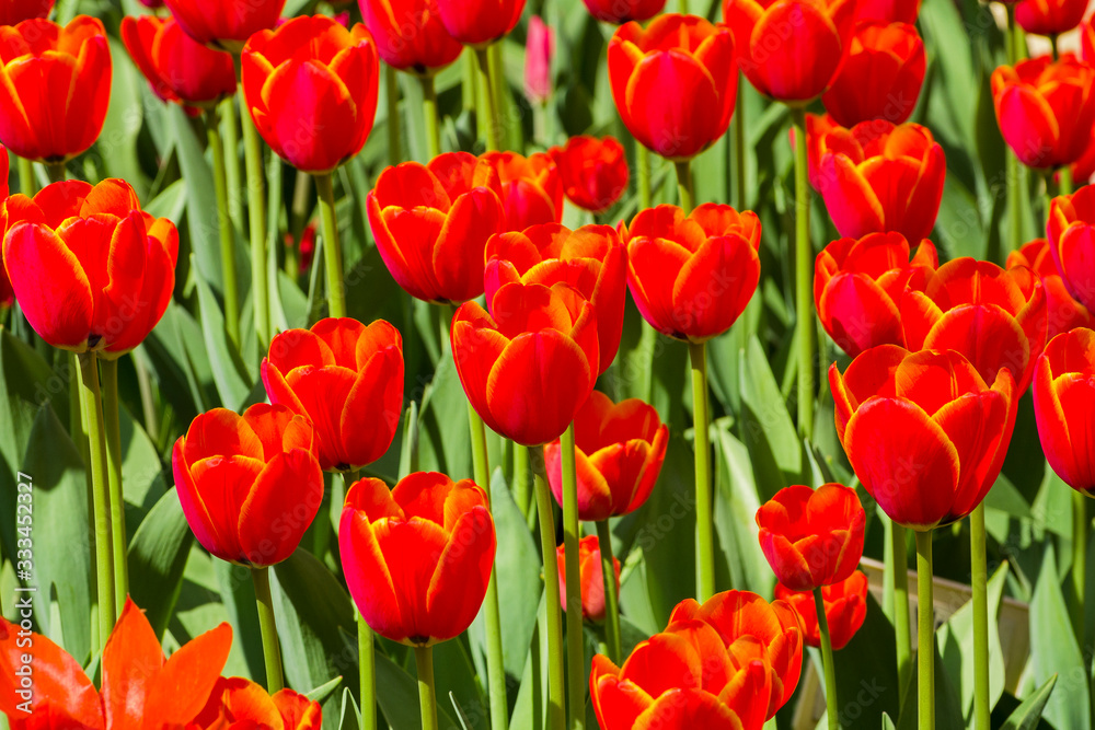 Beautiful red tulips