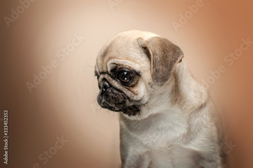 pug puppy lovely dog ​​portrait on beige background