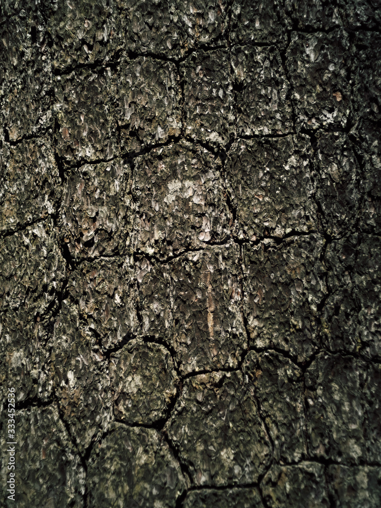 Old tree bark patterns occur naturally.