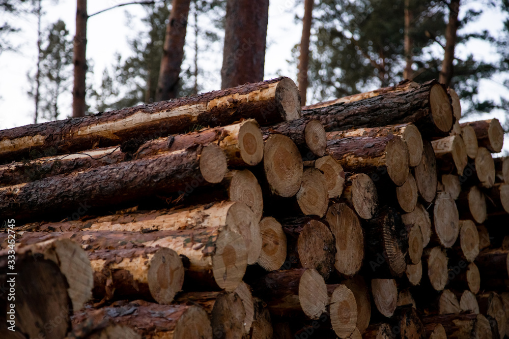 Pine logs - deforestation