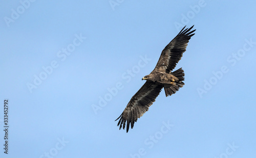 Steppe eagle  Aquila nipalensis   Crete