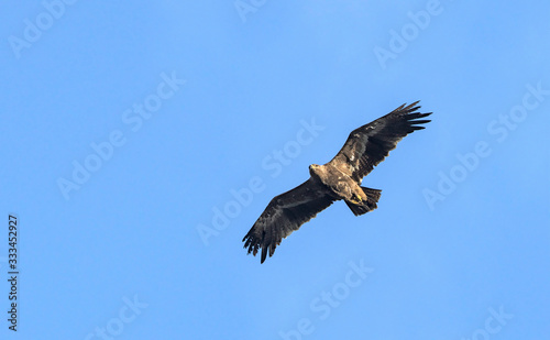 Steppe eagle  Aquila nipalensis   Crete