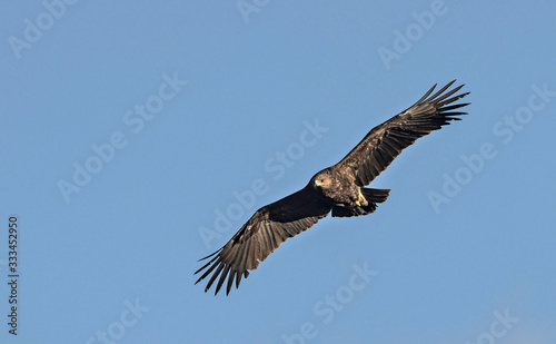 Greater Spotted Eagle (Clanga clanga), Crete