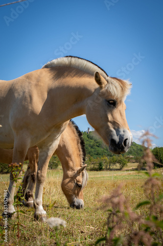 Pferde in Natur