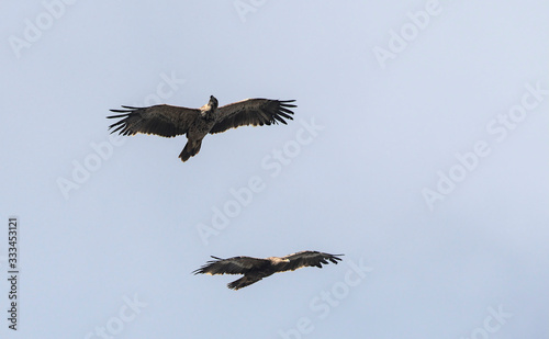 Imperial Eagle (Aquila heliaca)  Steppe eagle (Aquila nipalensis), Crete © ASakoulis