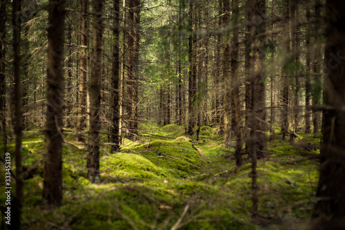Green forest © Kristaps
