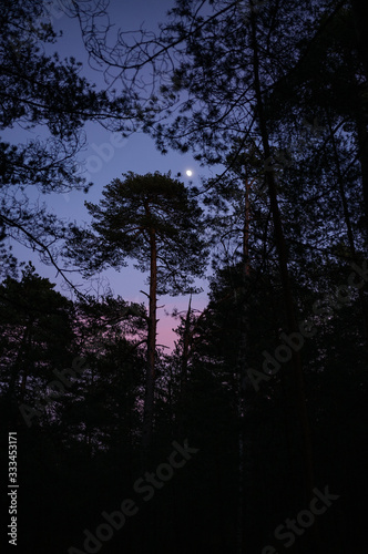 Dawn at forest