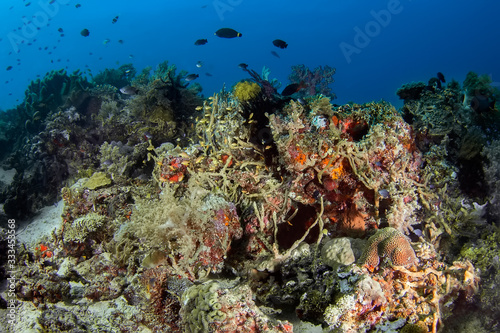 Сoral reef with different forms of soft and hard corals.