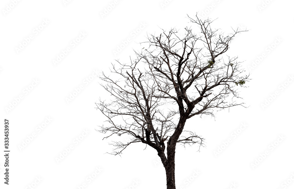 Dead tree with clipping path isolated on white background