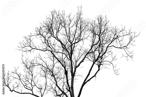 Black dead tree branches with clipping path isolated on white background.