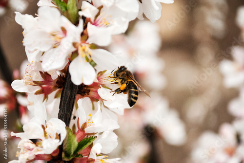 Cherry tree blossoms. The concept of the arrival of spring. Honey production.  Blooming tree, close up. Honey Bee collects pollen from fruit tree. Bush of felt cherry.
