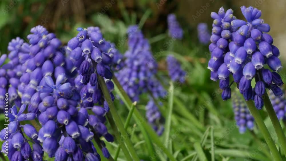 Muscari flowers blooming in april and may. Muscari armeniacum plant with blue flowers. Muscari flowers blooming in april and may. Muscari armeniacum plant with blue flowers.
