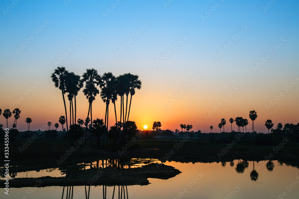 Landscape sunset, Sugar palm tree in nature outdoors