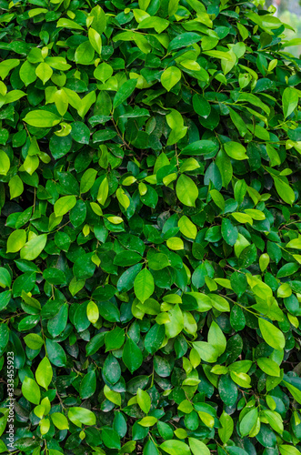 Green ficus leaves hedge