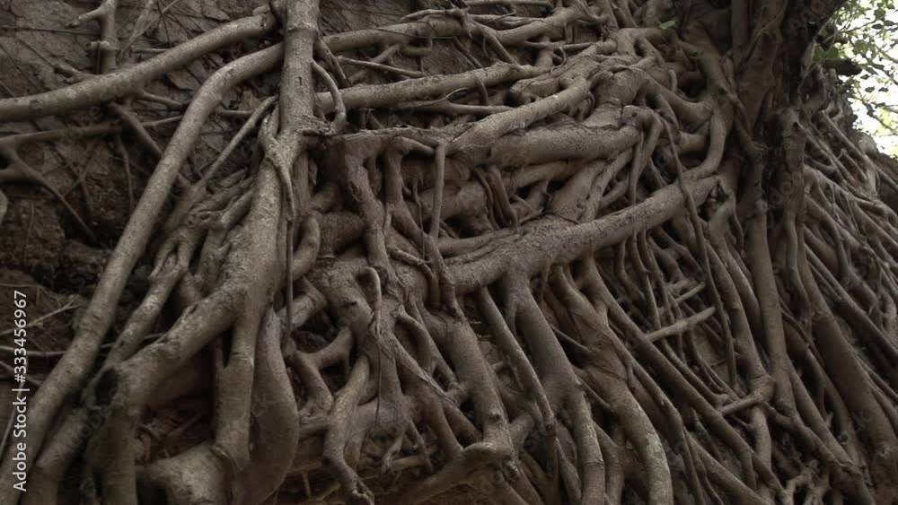 Ancient roots, a tree grows in a temple of India Ancient roots, a tree grows in a temple of India