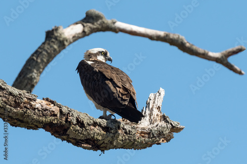 An Osprey perched in a tree.