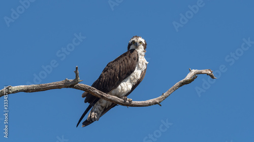 An Osprey perched on a branch.