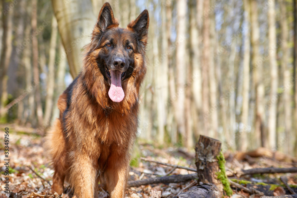 Naklejka premium Deutscher Schäferhund im Wald