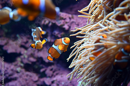 イソギンチャクの間に隠れる可愛いカクレクマノミ達（日本の東京池袋サンシャイン水族館）