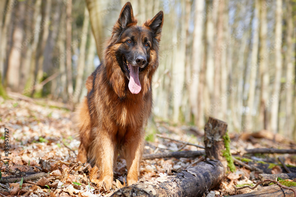 Naklejka premium Deutscher Schäferhund im Wald