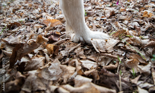 dog paws in autumn foliage
