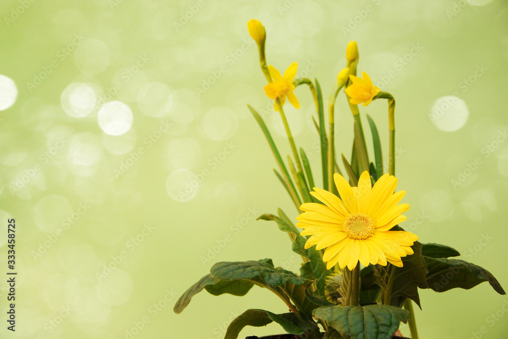 Fototapeta premium Fresh yellow flowers. Spring concept