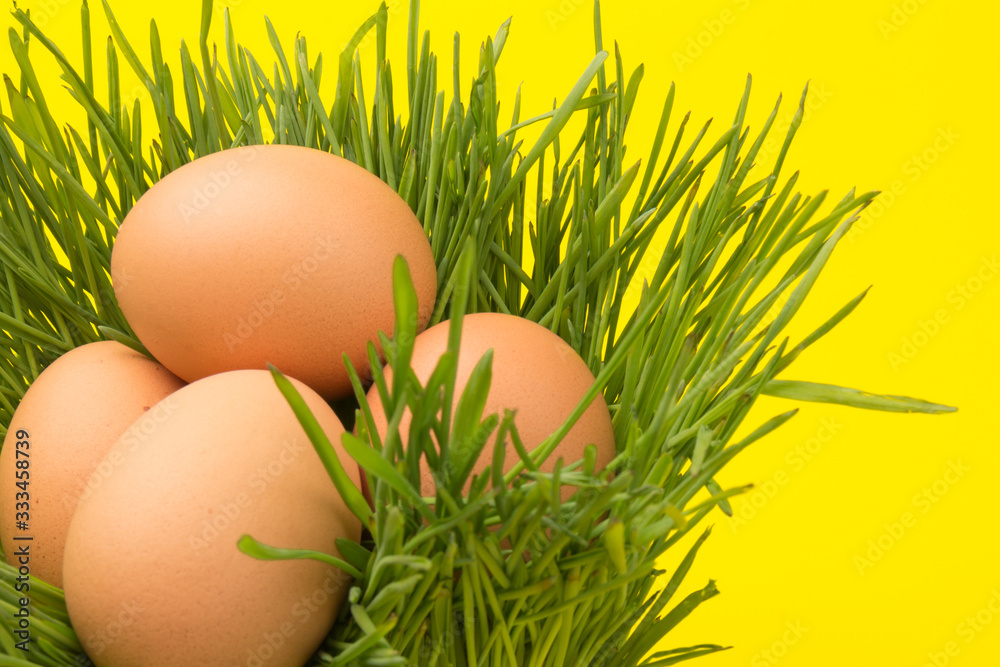Brown eggs on green grass, isolated on yellow background Brown eggs on green grass, isolated on yellow background
