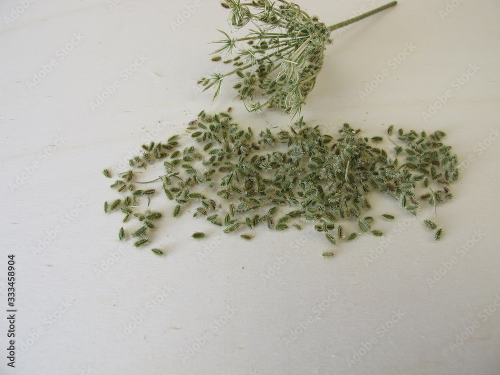 Edible seeds from the wild carrot Edible seeds from the wild carrot
