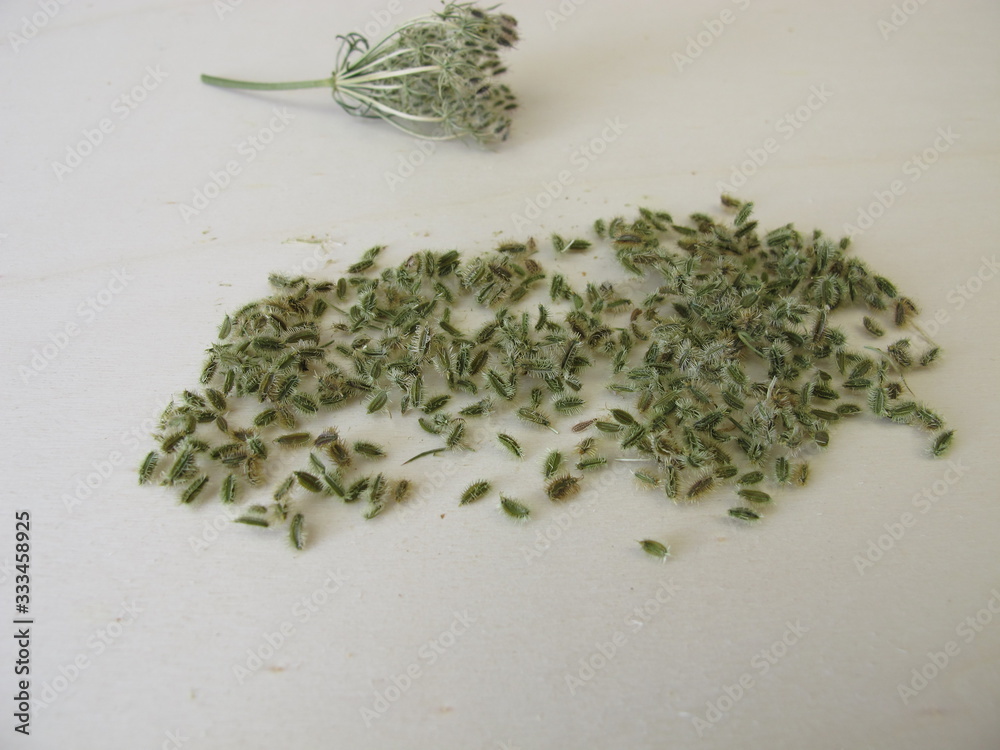 Edible seeds from the wild carrot Edible seeds from the wild carrot