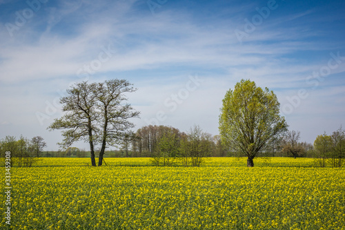 Landscape with blooming willow and rape on a sunny day somewhere n Kociewie, Poland photo