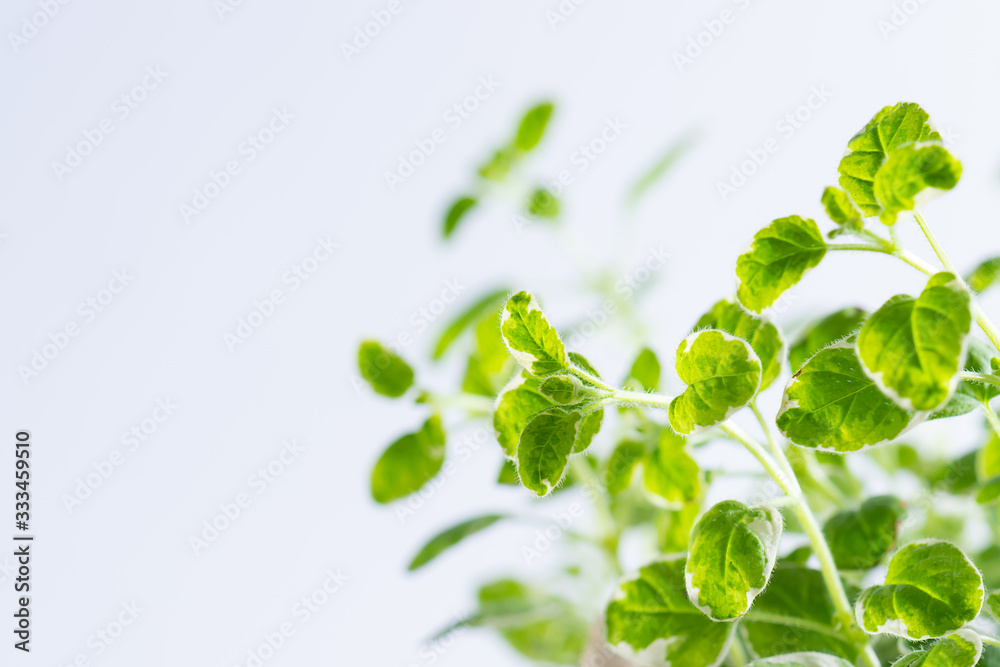 Fresh aromatic oregano twigs on white background with copy space for your text. Aromatic herbs background. Fresh aromatic oregano twigs on white background with copy space for your text. Aromatic herbs background.