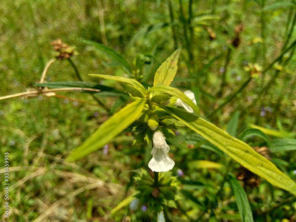 Borreria sp. This plant includes weeds and is easily found in fields, such as fields in Indonesia. This plant has white flowers. Beetles love this plant. Borreria sp. This plant includes weeds and is easily found in fields, such as fields in Indonesia. This plant has white flowers. Beetles love this plant.