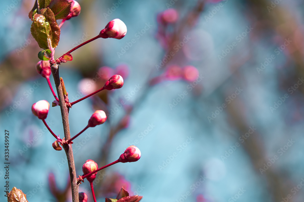 bright pink and white flowers on trees, blooming, spring landscape, beautiful background bright pink and white flowers on trees, blooming, spring landscape, beautiful background