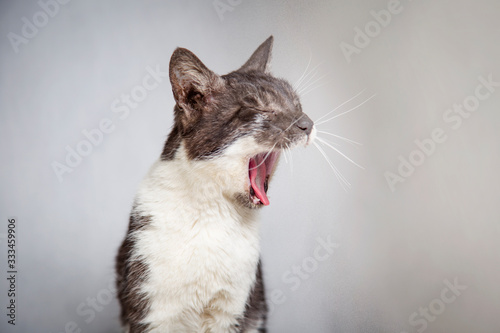 Krzyczący kot