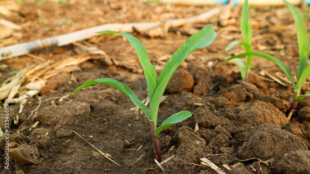 4 weeks corn seedlings 4 weeks corn seedlings