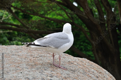 Gull on a rock in Brittany