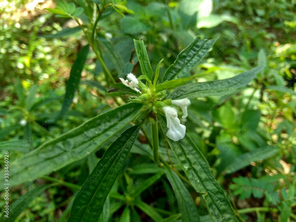 Borreria sp. This plant includes weeds and is easily found in fields, such as fields in Indonesia. This plant has white flowers. Beetles love this plant. Borreria sp. This plant includes weeds and is easily found in fields, such as fields in Indonesia. This plant has white flowers. Beetles love this plant.