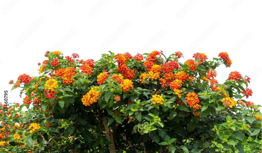 Red and yellow Lantana camara flowers isolate on white background.